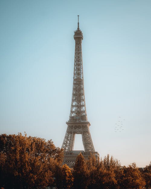 Tour Eiffel Avec Des Oiseaux