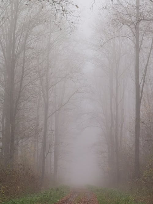 A Foggy Day in the Woods