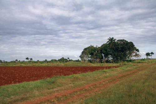 Ingyenes stockfotó egzotikus, farm, fű témában