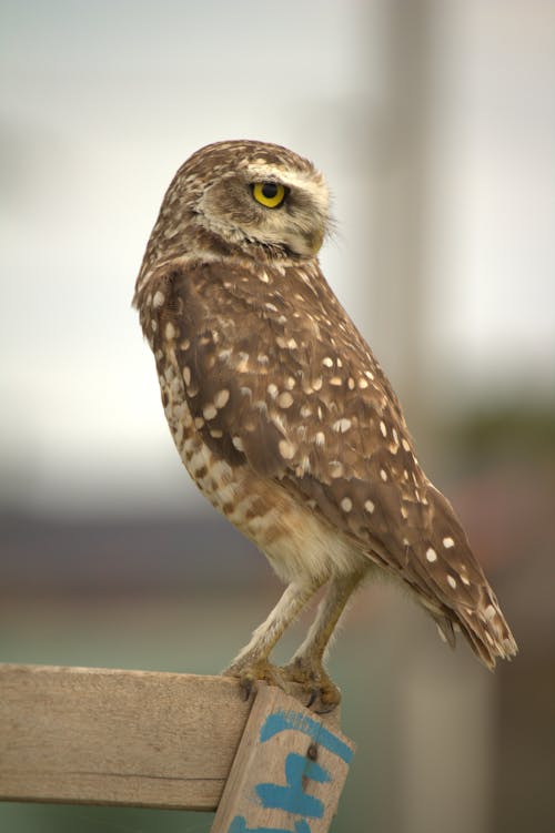 Close-Up Shot of a Burrowing Owl 