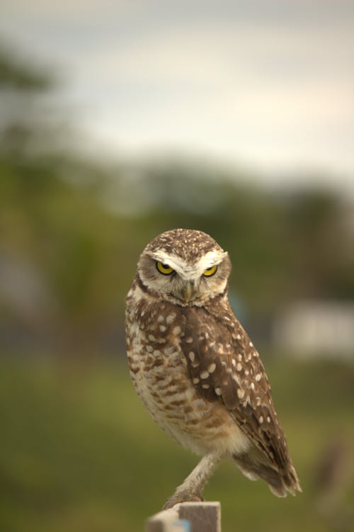 A Burrowing Owl 