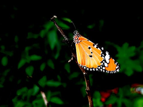 Gratis stockfoto met vlinder behang
