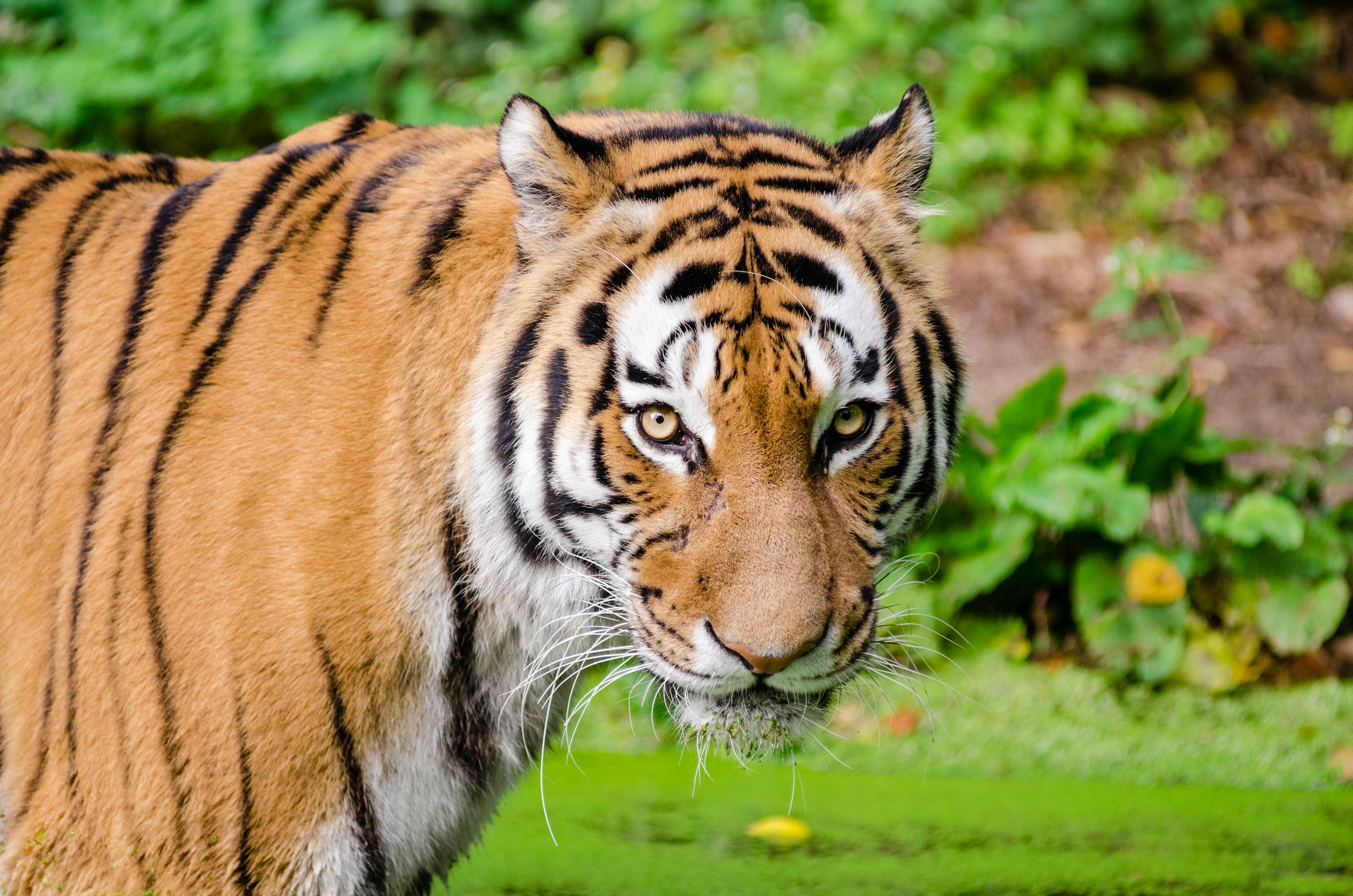 Tiger Looking at Camera · Free Stock Photo