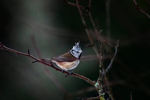 Photos gratuites de aviaire, branche, faune