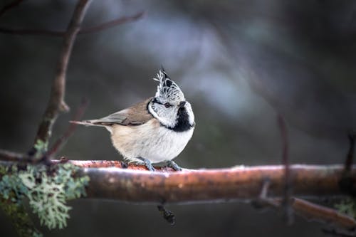 White and Black Bird Perched on Tree Branch