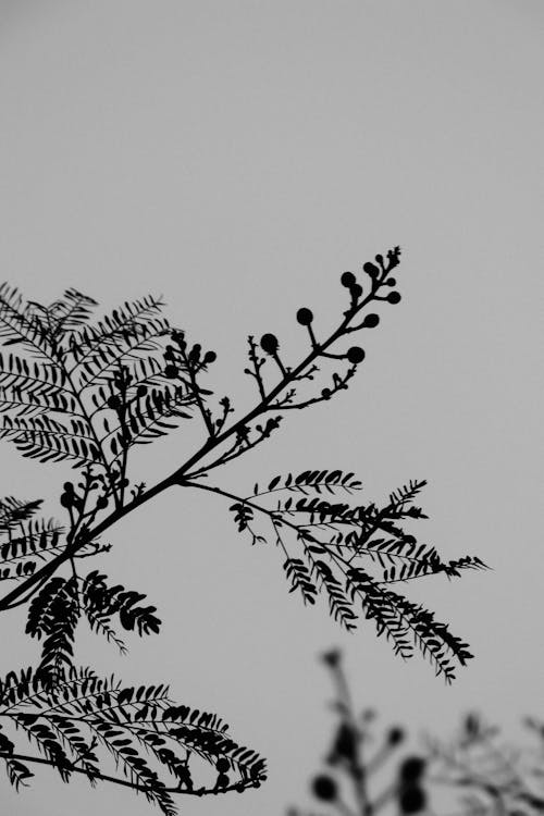 Close-up of a Silhouetted Branch 