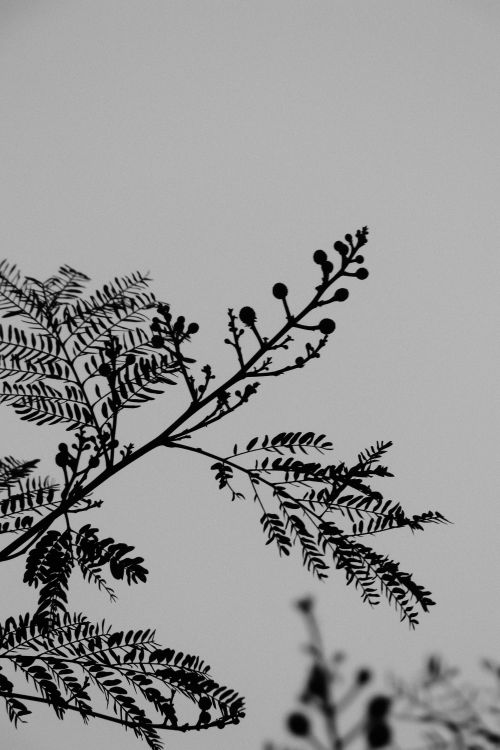 Free A striking black and white silhouette of a fern branch set against an overcast sky, creating a moody atmosphere. Stock Photo