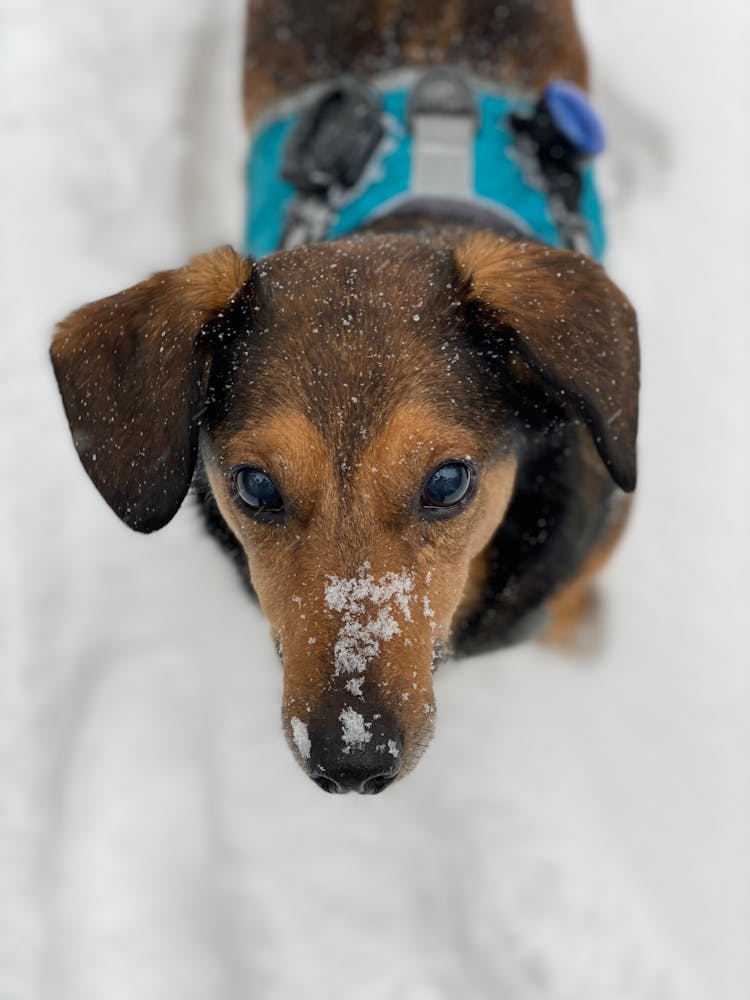 A Cute Brown Dog