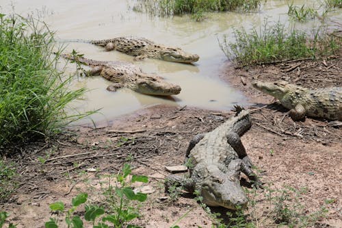 A Bask of Crocodiles on a Swamp