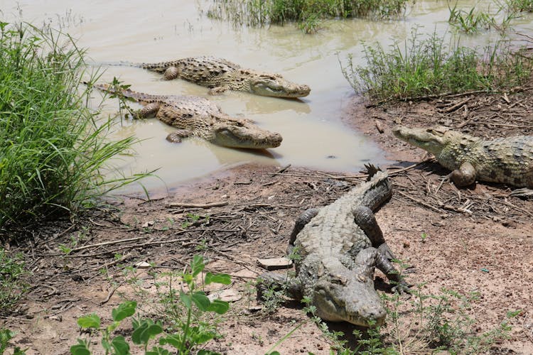 A Bask Of Crocodiles On A Swamp