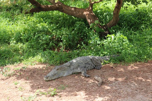 Crocodile Resting in Shadow