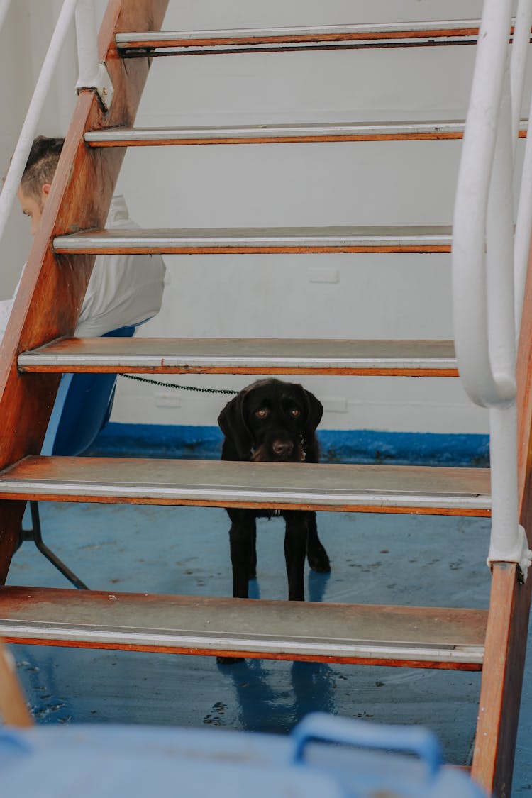 Dog Under The Stairs