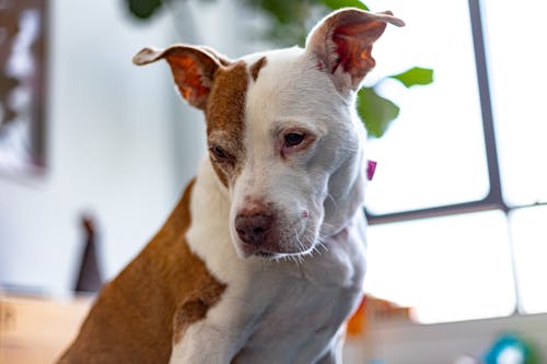 Free Close-Up Shot of an American Pit Bull Terrier  Stock Photo