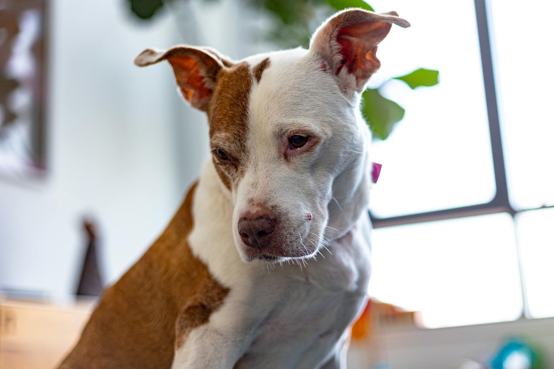 Vue rapprochée d'un pit-bull américain