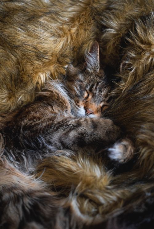 Free A cozy kitten sleeping in a warm, fluffy fur blanket, capturing the essence of relaxation. Stock Photo