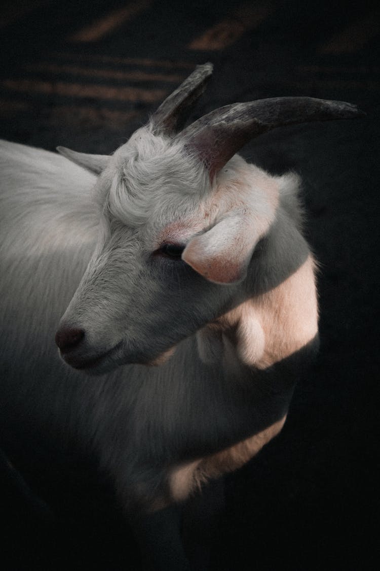 Head Of White Goat