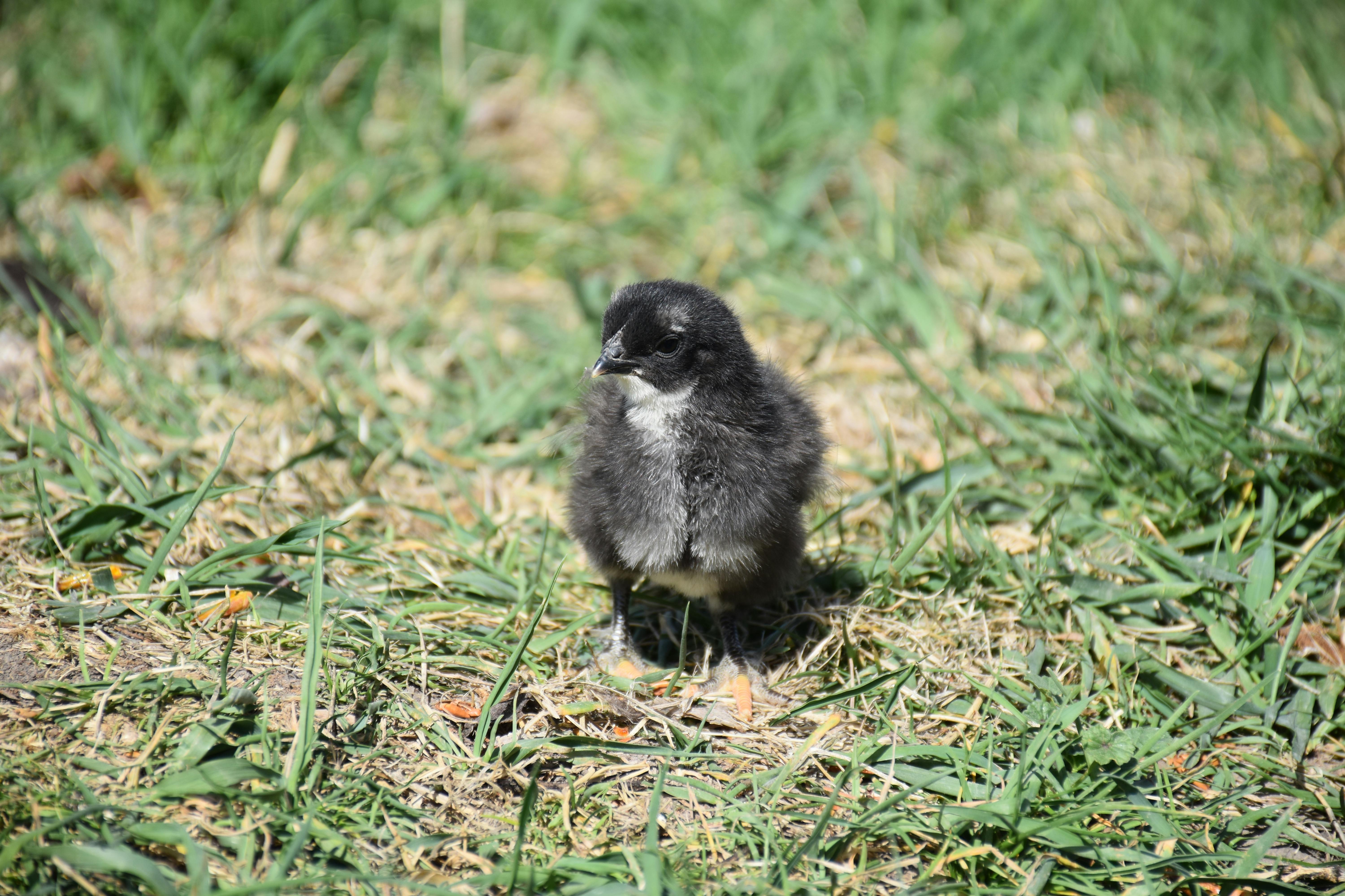 close up shot of black chick on green field