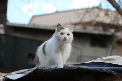 White Turkish Van Cat Walking Near a House 