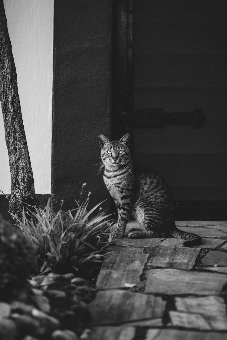 Cat By The House Entrance 