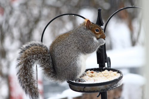 Squirrel on Bird Feeder