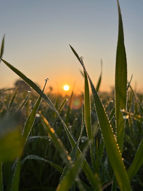 Gratis stockfoto met dageraad, dauw, detailopname