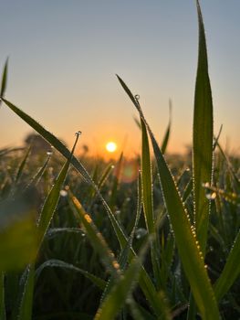 Close-up of dew on grass with the sun rising in the background, capturing a serene natural setting.