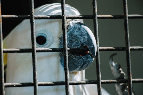Close-Up Shot of a Cockatoo in a Cage 