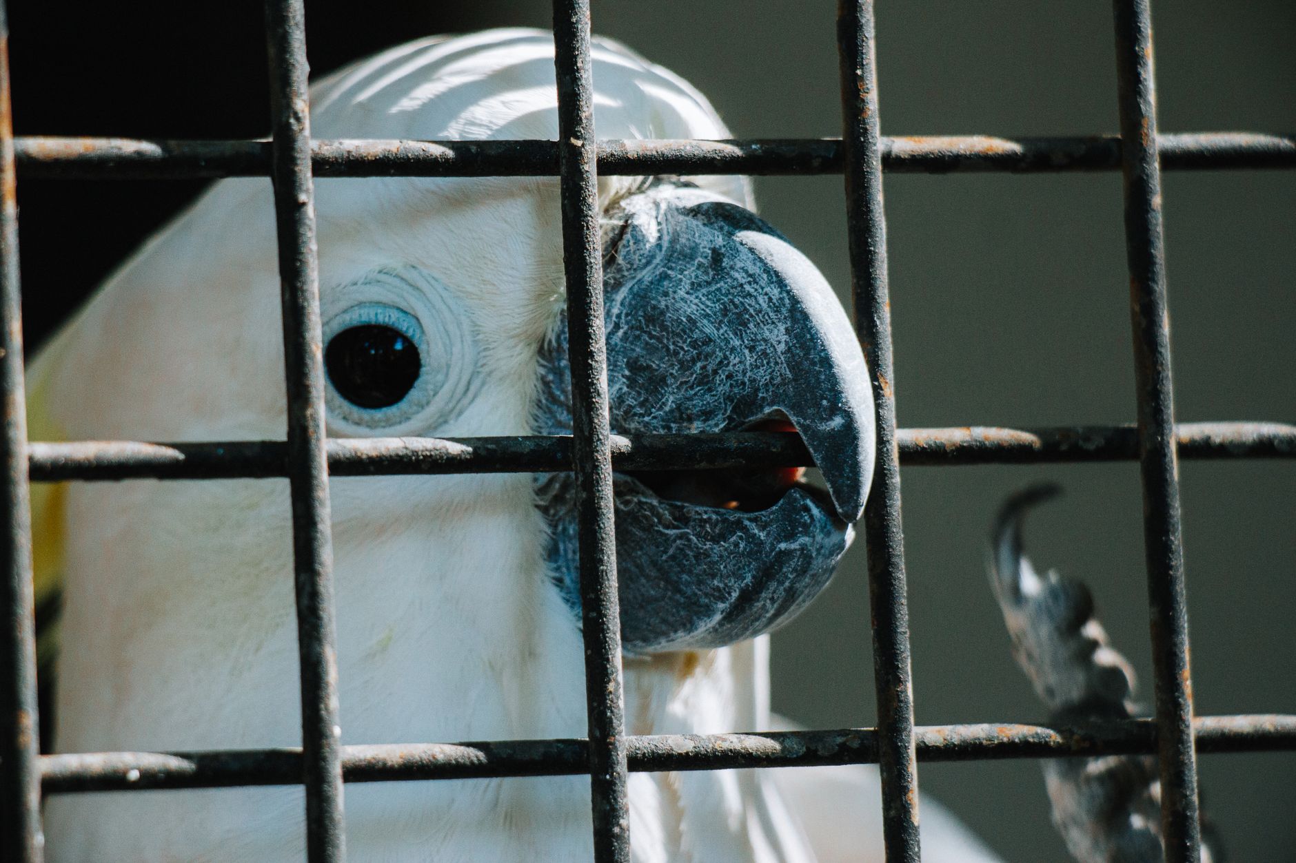 Best Top Eco-Friendly Bird Cage Liners for 2026 – Sustainable, Easy-to-Clean Options That Protect Your Bird and the Planet