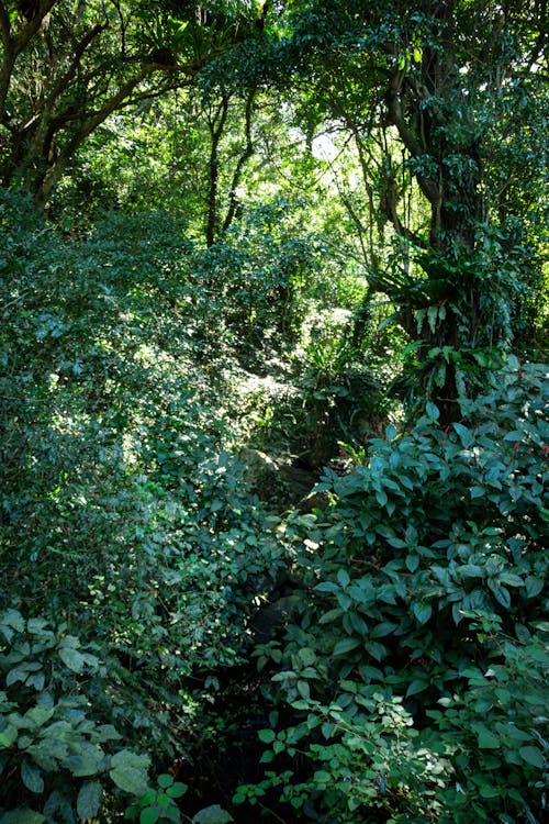 Dense Green Forest 