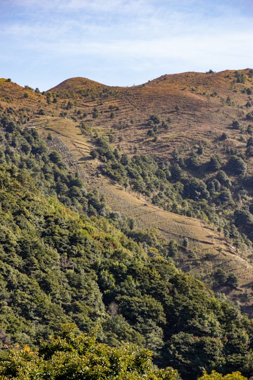 Foto d'estoc gratuïta de arbres, fons de pantalla per al mòbil, foto des d'un dron