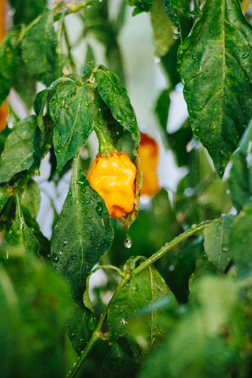 Close-up of a Yellow Pepper on a Branch 