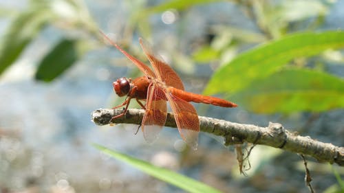 Close-up of an Insect 