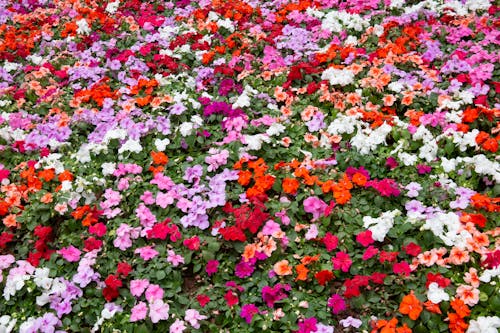Gratis stockfoto met bed van bloemen, bloeiend, bloemen Stockfoto