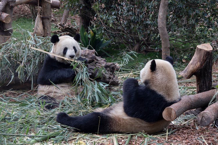 Two Pandas On The Ground