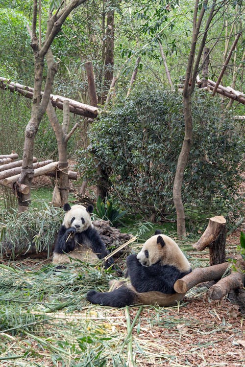 Giant Pandas in a Conservatory 