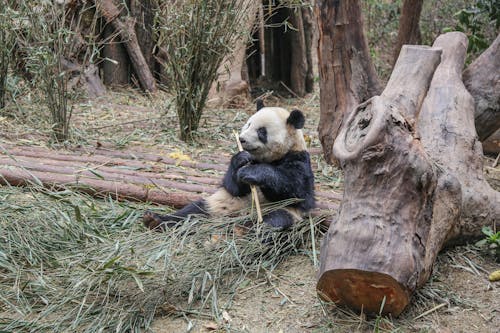 Photo of a Panda