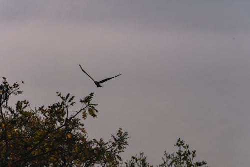 Δωρεάν στοκ φωτογραφιών με birdphotography, όμορφη φύση, ομορφιά της φύσης