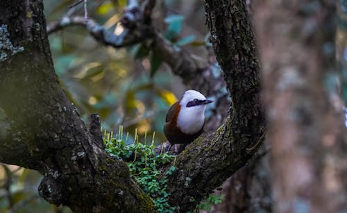 Close-up of a White-crested Laughingthrush Bird on a Tree Branch 