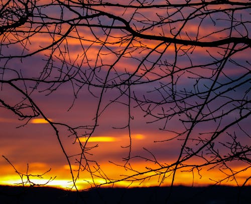 Kostnadsfri bild av dramatisk himmel, grenar, moln