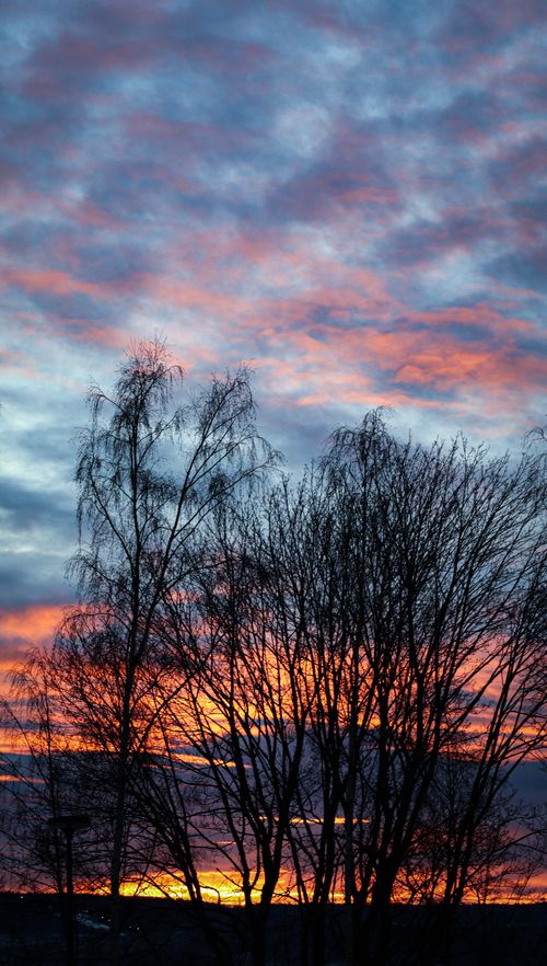 Free Stunning silhouette of bare trees against a vibrant sunset and dramatic clouds. Stock Photo