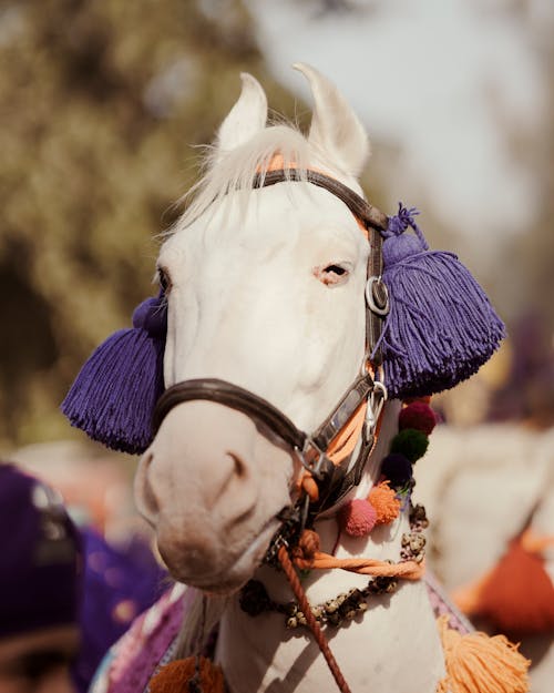 Close-up of a Head of a White Horse 