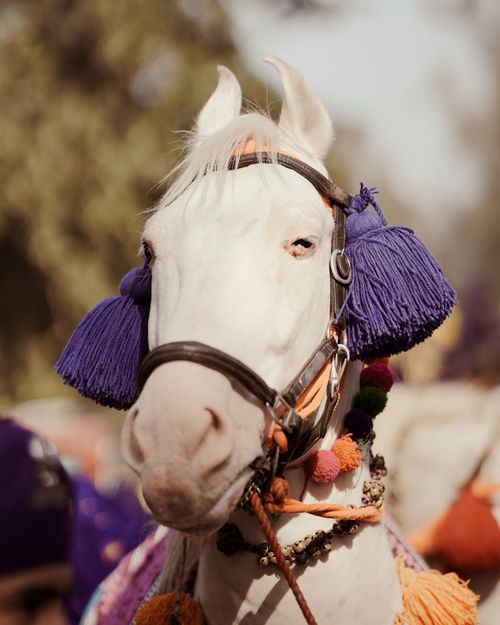 Free Close-up of a white horse with colorful decorations at an outdoor event, showcasing cultural richness. Stock Photo