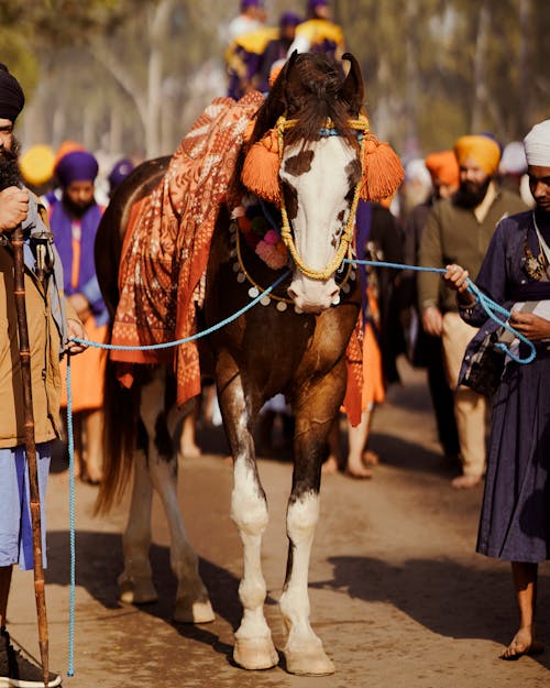 Foto d'estoc gratuïta de cavall, cerimònia, desfilada