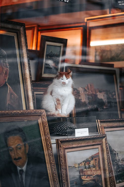Cat Sitting Behind a Store Window Among Portraits 