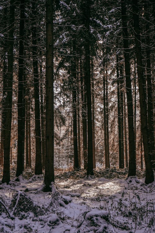 Photos gratuites de arbres, couvert de neige, enneigé