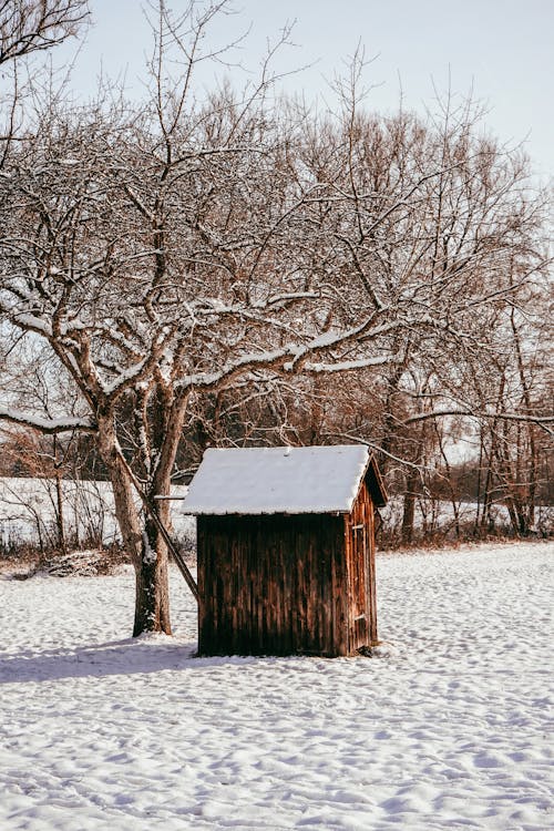 Hut Next to a Snow Covered Tree