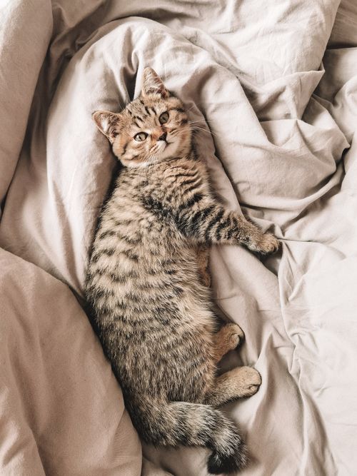 Free A cute tabby cat lying comfortably on soft bedding, showcasing its fluffy fur and relaxed demeanor. Stock Photo