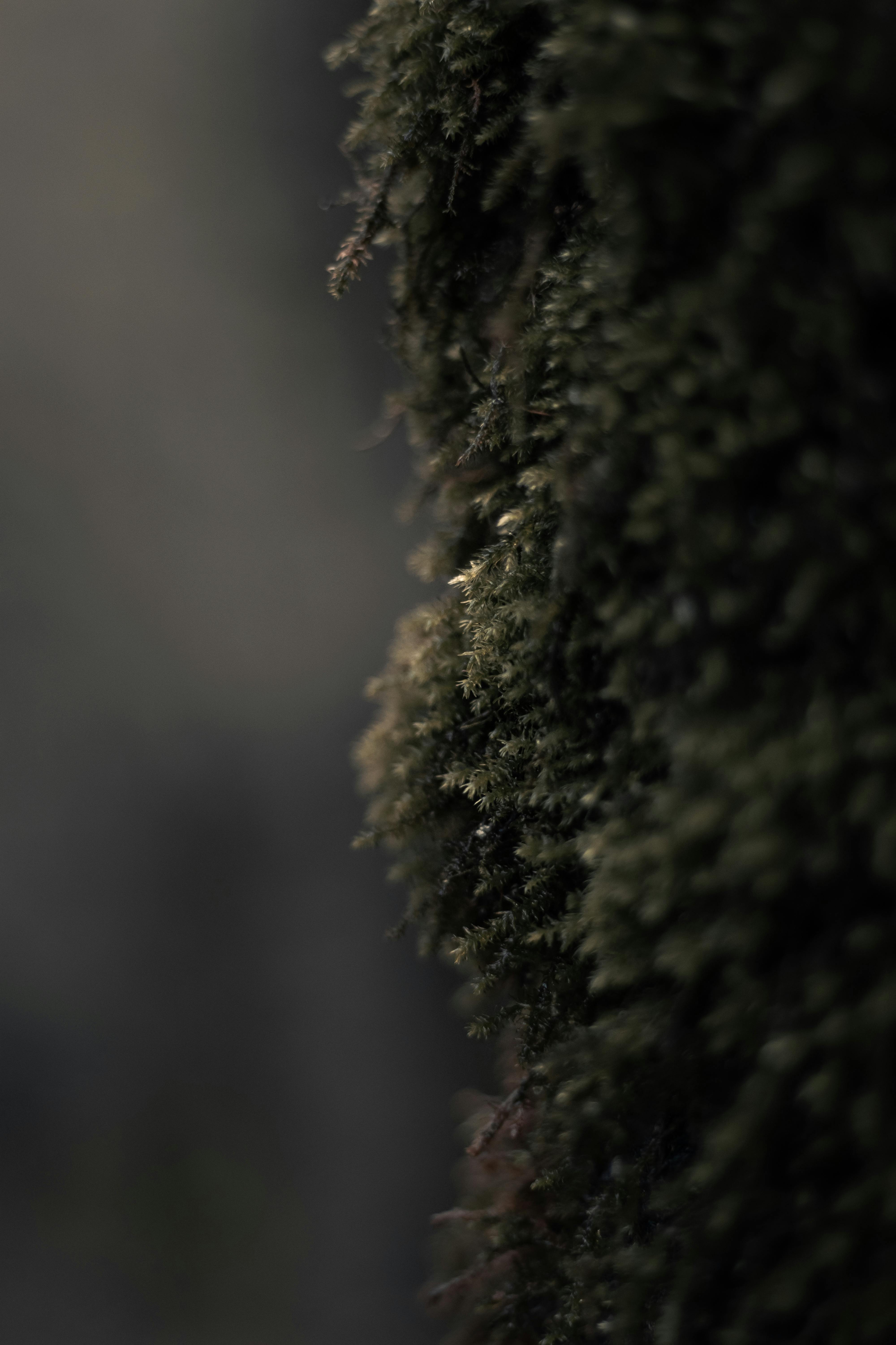 Gratuit Imagine de stoc gratuită din a închide, acoperire a solului, acoperit de mușchi Fotografie de stoc