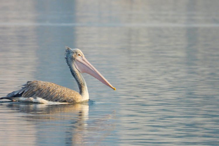 A Pelican On The Water 