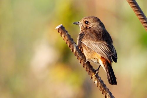 Free A detailed close-up of a Pied Bush Chat perching on a rusty metal bar in a natural setting. Stock Photo